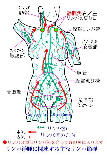 体に分布するリンパ節群とリンパの流れ図