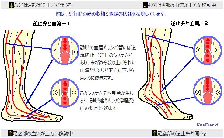 リンパ管逆止弁システムの図